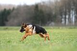 BERGER ALLEMAND 1109